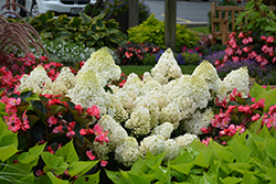 Little Lime Hydrangea (Hydrangea paniculata 'Jane') at Canadale Nurseries