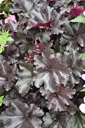 Black Pearl Coral Bells (Heuchera 'Black Pearl') at Canadale Nurseries