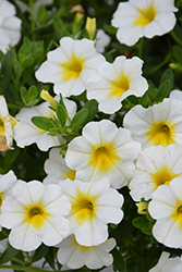 Superbells Over Easy Calibrachoa (Calibrachoa 'KLECA16314') at Canadale Nurseries