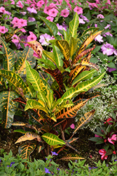 Variegated Croton (Codiaeum variegatum) at Canadale Nurseries