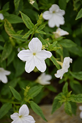 Endless Flirtation Browallia (Browallia 'UNHBR18') at Canadale Nurseries