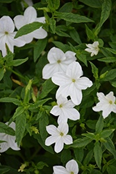 Endless Flirtation Browallia (Browallia 'UNHBR18') at Canadale Nurseries
