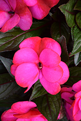 Infinity Blushing Lilac New Guinea Impatiens (Impatiens hawkeri 'Visinfblla') at Canadale Nurseries