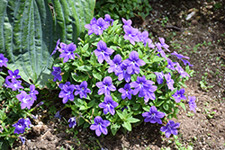 Endless Illumination Browallia (Browallia 'UNHBR12') at Canadale Nurseries