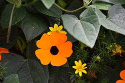 Orange A-Peel Black-Eyed Susan (Thunbergia alata 'Orange Wonder') at Canadale Nurseries