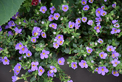 Snowstorm Blue Bacopa (Sutera cordata 'Snowstorm Blue') at Canadale Nurseries
