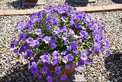 Surfinia Heavenly Blue Petunia (Petunia 'Surfinia Heavenly Blue') at Canadale Nurseries