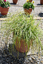 Little Miss Maiden Grass (Miscanthus sinensis 'Little Miss') at Canadale Nurseries