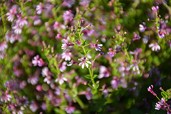 Fairy Dust Pink Cuphea (Cuphea 'Fairy Dust Pink') at Canadale Nurseries