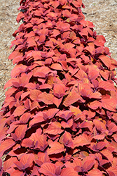 Campfire Coleus (Solenostemon scutellarioides 'Campfire') at Canadale Nurseries