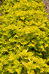 Wasabi Coleus (Solenostemon scutellarioides 'Wasabi') at Canadale Nurseries