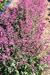Morello Hyssop (Agastache 'Morello') at Canadale Nurseries