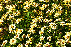 UpTick Cream and Red Tickseed (Coreopsis 'Balupteamed') at Canadale Nurseries