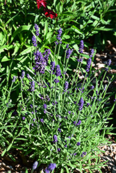 Lavance Deep Purple Lavender (Lavandula angustifolia 'Lavance Deep Purple') at Canadale Nurseries
