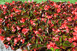 Big Red Bronze Leaf Begonia (Begonia 'Big Red Bronze Leaf') at Canadale Nurseries