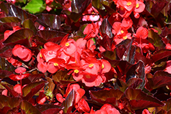 Big Red Bronze Leaf Begonia (Begonia 'Big Red Bronze Leaf') at Canadale Nurseries