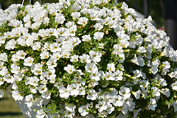 Superbells White Calibrachoa (Calibrachoa 'Balcal14141') at Canadale Nurseries