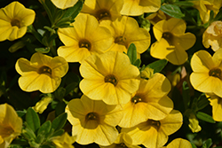 Superbells Yellow Calibrachoa (Calibrachoa 'Balcal1004') at Canadale Nurseries