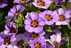 Superbells Evening Star Calibrachoa (Calibrachoa 'BBCAL87705') at Canadale Nurseries
