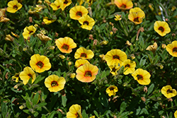 Superbells Saffron Calibrachoa (Calibrachoa 'Superbells Saffron') at Canadale Nurseries