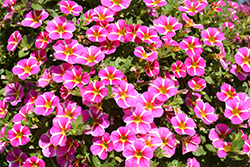 Superbells Rising Star Calibrachoa (Calibrachoa 'KLECA16006') at Canadale Nurseries