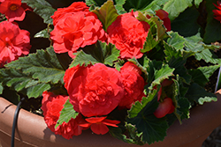 Nonstop Deep Rose Begonia (Begonia 'Nonstop Deep Rose') at Canadale Nurseries