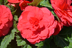 Nonstop Deep Rose Begonia (Begonia 'Nonstop Deep Rose') at Canadale Nurseries