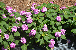 Rockapulco Wisteria Impatiens (Impatiens 'Balfiestarp') at Canadale Nurseries