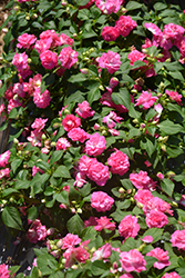 Rockapulco Rose Impatiens (Impatiens 'BALOLESTOP') at Canadale Nurseries
