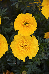 Bonanza Yellow Marigold (Tagetes patula 'Bonanza Yellow') at Canadale Nurseries