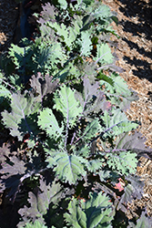 Red Russian Kale (Brassica napus var. pabularia 'Red Russian') at Canadale Nurseries