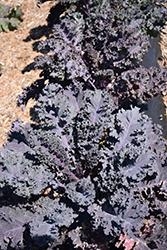 Scarletbor Kale (Brassica oleracea var. acephala 'Scarletbor') at Canadale Nurseries