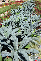 Black Magic Kale (Brassica oleracea var. sabellica 'Black Magic') at Canadale Nurseries