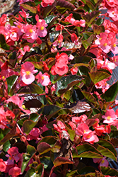 Big Rose Bronze Leaf Begonia (Begonia 'Big Rose Bronze Leaf') at Canadale Nurseries
