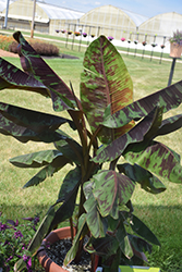 Zebrina Banana (Musa acuminata 'Zebrina') at Canadale Nurseries