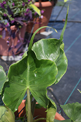 Stingray Elephant's Ear (Alocasia macrorrhizos 'Stingray') at Canadale Nurseries
