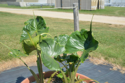 Stingray Elephant's Ear (Alocasia macrorrhizos 'Stingray') at Canadale Nurseries