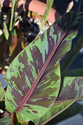 Zebrina Banana (Musa acuminata 'Zebrina') at Canadale Nurseries