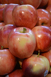 Royal Gala Apple (Malus 'Royal Gala') at Canadale Nurseries