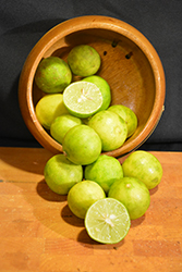Key Lime (Citrus aurantifolia) at Canadale Nurseries