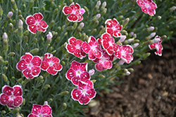 Fire And Ice Pinks (Dianthus 'Fire And Ice') at Canadale Nurseries