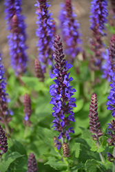 Violet Riot Sage (Salvia nemorosa 'Violet Riot') at Canadale Nurseries