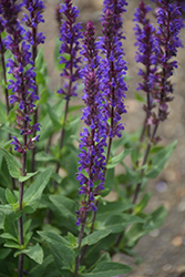 Caradonna Sage (Salvia nemorosa 'Caradonna') at Canadale Nurseries