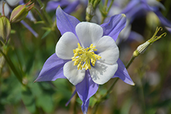 Songbird Blue Jay Columbine (Aquilegia 'Blue Jay') at Canadale Nurseries