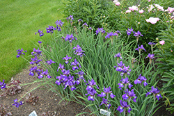 Ruffled Velvet Iris (Iris sibirica 'Ruffled Velvet') at Canadale Nurseries