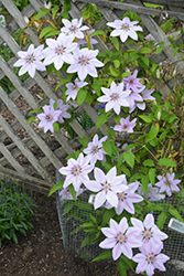 Nelly Moser Clematis (Clematis 'Nelly Moser') at Canadale Nurseries