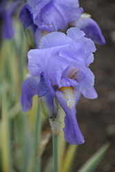Silver-variegated Sweet Iris (Iris pallida 'Argentea Variegata') at Canadale Nurseries