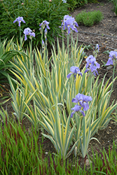 Silver-variegated Sweet Iris (Iris pallida 'Argentea Variegata') at Canadale Nurseries