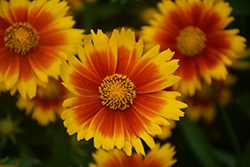 UpTick Gold and Bronze Tickseed (Coreopsis 'Baluptgonz') at Canadale Nurseries