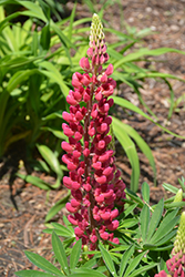 Mini Gallery Red Lupine (Lupinus 'Mini Gallery Red') at Canadale Nurseries